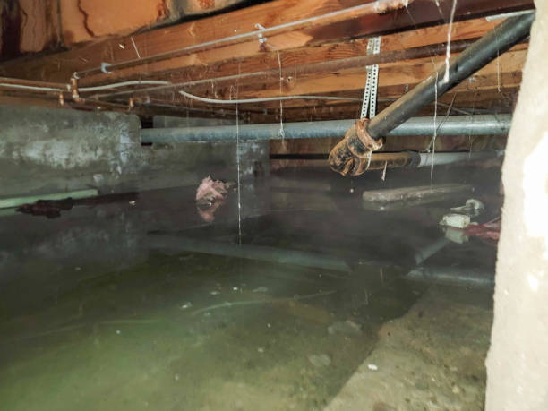 Best Carpet water damage restoration  in New Cumberland, PA